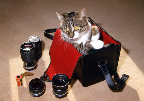 Eine Katze in einer geöffneten Objektivtasche mit rotem Innenfutter, auf der linken Seite stehen mehrere Objektive und ein Analogfilm