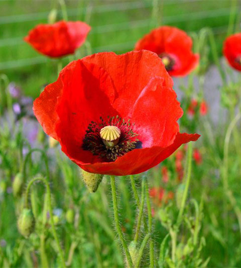 Klatschmohnwiese/Mohnblume (Papaver rhoeas) mit leuchtend roten Blüten