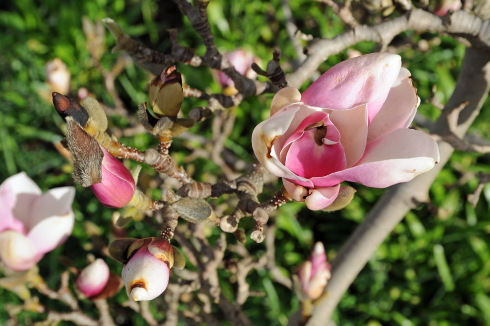 Weiß-violette Blüte einer Soulanges Magnolie 'Speciosa' (Magnolia x soulangiana)