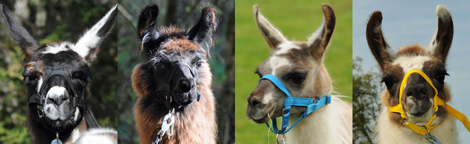 Vier Lama-Fotos mit jeweils einer Großaufnahme der Köpfe bei den Mangfall-Lamas in Oberbayern